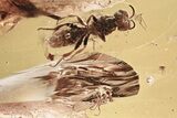 Fossil Sand Wasp (Crabronidae) & Dance Fly (Hybotidae) in Baltic Amber #357906-1